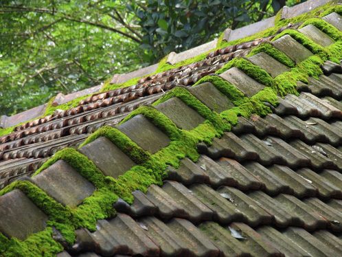 Démoussage de toiture à Châteauroux